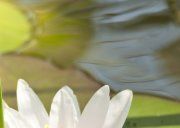 Настенное декоративное панно (2) Азалия Лилия 350x270мм