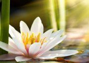 Настенная декоративная плитка (2) Азалия Лилия  350x250мм