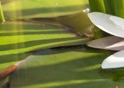 Настенное декоративное панно (3) Азалия Лилия 350x270мм