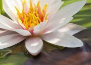 Настенное декоративное панно (4) Азалия Лилия 350x270мм