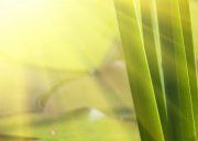 Настенное декоративное панно (1) Азалия Лилия 350x270мм