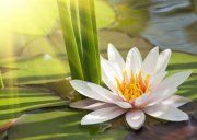 Настенная декоративная плитка (1) Азалия Лилия  350x250мм