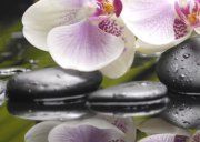 Настенное декоративное панно (3) Азалия Орхидея 350x250мм