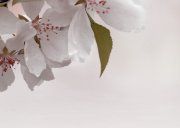 Настенное декоративное панно (4) Азалия Сакура 350x250мм