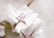 Настенное декоративное панно (2) Азалия Сакура 350x250мм