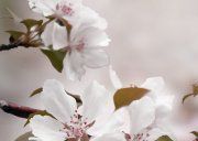 Настенное декоративное панно (1) Азалия Сакура 350x250мм