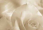 настенное декоративное панно (1) Богема Роза бежевый 350x250мм